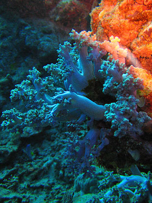 Fiyi: Julie Bedford, NOAA PA./Wikimedia Commons