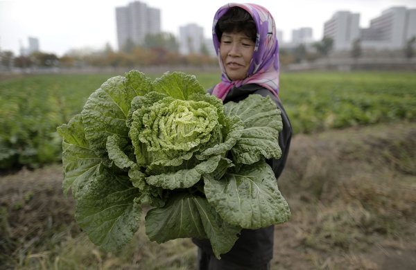 Despite dry spell, N. Korea farms see good harvest