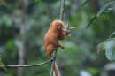 This handout photo, taken Dec. 2012, in Brazil, provided by Stuart Pimm, Duke University, shows a baby golden lion tamarin. Once thought to be extinct, this tamarin is a success story because biologists have helped set aside land for them. Species of plants and animals are going extinct 1,000 faster than they did before humans, with the world on the verge of a sixth great extinction, a new study says. The study looks at the past and present rates of extinction and found a lower rate in the past than scientists had thought. Because of that it means that species are now disappearing from Earth at a rate about ten times faster than biologists had figured before, said study lead author noted biologist Stuart Pimm of Duke University. (AP Photo/Stuart Pimm, Duke University)