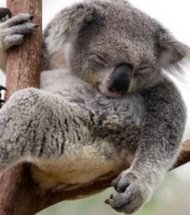 Nature en alerte? serais possible? - Page 10 Le-koala-une-espece-endemique-d-australie_50316_w250