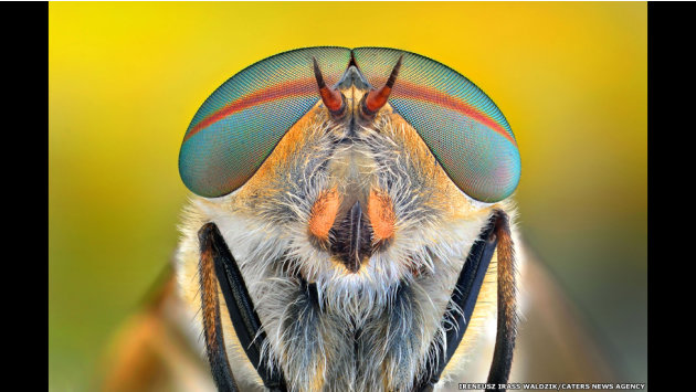 الحشرات كما لم تشاهدونها من قبل 130314150417-caters-bugs-in-shades-03-jpg_134529