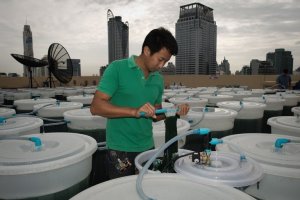 A worker checks a spirulina farm on the top of a hotel …