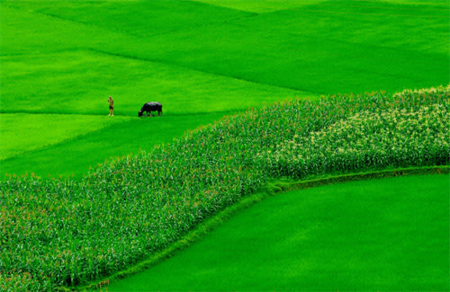 Hình nền  phong cảnh cánh đồng màu xanh lá cánh đồng lúa mê cung cao  nguyên Đồng cỏ sân thượng Nông nghiệp đồng cỏ Trồng trọt trơn mùa  vụ Đất khu