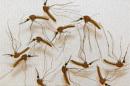 Malaria infected mosquitoes ready for dissection in the Sanaria Inc.'s manufacturing facility in Rockville, Maryland during vaccine production