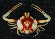 A likely new species of Iphiculus crab from the deep sea collected during a California Academy of Sciences 2011 marine survey in the Philippines. The California Academy of Sciences said it discovered more than 300 previously unknown animals and plants during a recent 42-day marine and land survey of the vast but ecologically threatened Southeast Asian archipelago