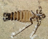 Fêmea de pulga do período Cretáceo