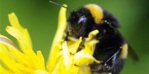 Gara-Gara Ponsel, Populasi Lebah Dunia Turun
