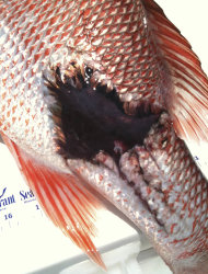 This 2011 photo provided by Donald Waters shows a fish harvested from the Gulf of Mexico with unusual lesions and infections. Two years after the Deepwater Horizon rig exploded and sank, touching off the worst offshore spill in U.S. history, the latest research into its effects is starting to back up those early reports from the docks: The ailing fish bear hallmarks of diseases tied to petroleum and other pollutants. (AP Photo/Courtesy Donald Waters)