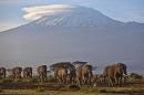 FILE - In this Monday, Dec. 17, 2012 file photo, a herd of adult and baby elephants walks in the dawn light as the highest mountain in Africa Mount Kilimanjaro in Tanzania is seen in the background, in Amboseli National Park, southern Kenya. Famed scientist and founding former chairman of the Kenya Wildlife Service (KWS) Richard Leakey is urging Kenya's president to invoke emergency measures to protect the country's elephants and rhinos and said Wednesday, March 19, 2014 that the KWS had been infiltrated by people enriching themselves off poaching, that poaching ring leaders were known, but that the government has taken no action. (AP Photo/Ben Curtis, File)
