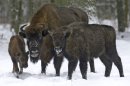 FILE - In this Feb. 2005 file photo, bison, Europe's largest land mammal, forage in the recently fallen snow in the Bialowieza Forest in Poland. Killing a herd of 25 wild European bison infected with tuberculosis may be the only way of preventing the spread of the disease to other herds of the rare species in southeastern Poland, officials said Monday, April 23, 2012. A commission of 18 veterinary and breeding experts in Krosno decided earlier this month to ask national authorities for a permission to kill the wild animals living near the village of Stuposiany in the Bieszczady mountains. (AP Photo/Michal Kosc) - POLAND OUT -