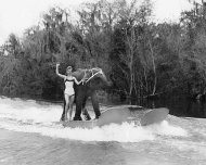 In this undated 1958 photo provided courtesy of Liz Dane, Dane is shown performing her act with Queenie the water skiing elephant. The Valdosta Daily Times reports that 59-year-old Queenie was euthanized Monday, June 2, 2011, after her health deteriorated.