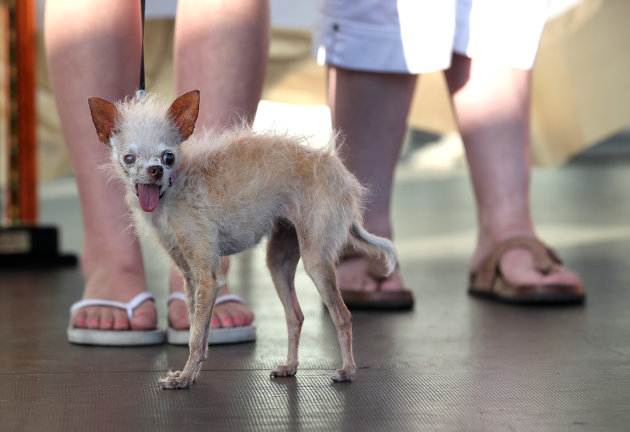 La perrita más fea del mundo. Canines-compete-worlds-ugliest-dog-20110624-203211-712