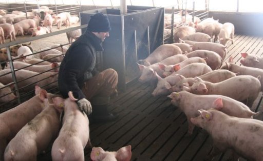 Fermierii, obligaţi să păstreze liniştea lângă porci şi să nu îi ţină în întuneric şi curenţi de aer