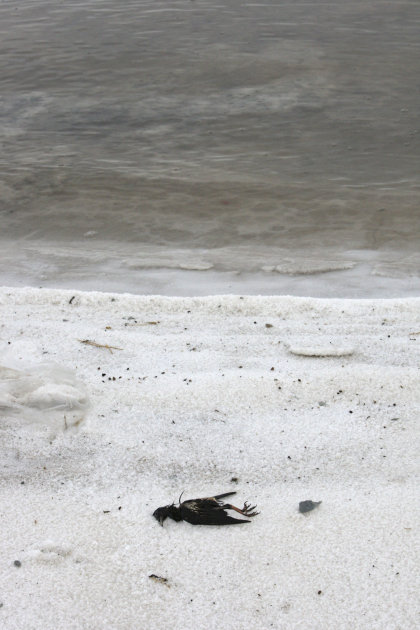 FILE - In this Saturday, April 30, 2011 file photo, a dead bird lies on the solidified salts of the Oroumieh Lake, Iran, on its shore, some 370 miles (600 kilometers) northwest of the capital Tehran. 