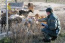 La Guardia Civil desmantela un albergue clandestino de perros en Murcia