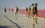 Camels ridden by mechanical robots race to the finish during a six kilometer race at the 12th International Camel Race in Kebd