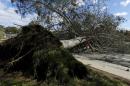 A fallen pine tree closes a road after a winter storm brought high winds and rain to La Jolla