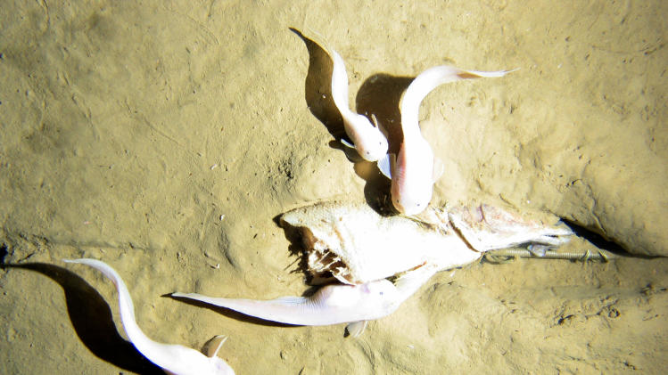 This photo taken in late 2011 and released by University of Aberdeen, shows hadal snailfish 7,500 meters down, at the bottom of the Kermadec Trench near New Zealand. Scientists say the snailfish are providing new insights into how deep fish can survive. (AP Photo/University of Aberdeen) MANDATORY CREDIT