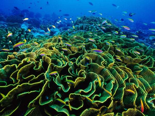 Lettuce Coral, Phoenix Islands