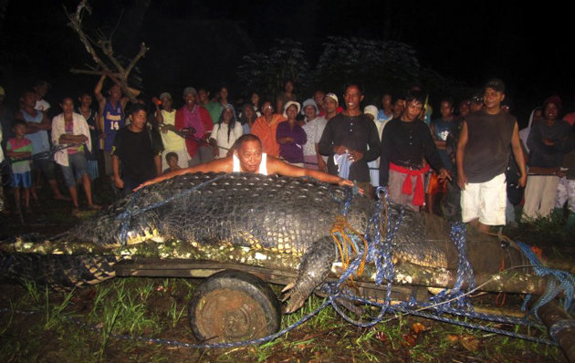 In this photo taken Sunday, Sept. 4, 2011, Mayor Cox Elorde of Bunawan township, Agusan del Sur Province, pretends to measure a huge crocodile which was captured by residents and crocodile farm staff along a creek in Bunawan late Saturday in southern Philippines. Elorde said Monday that dozens of villagers and experts ensnared the 21-foot (6.4-meter) male crocodile along a creek in his township after a three-week hunt. It was one of the largest crocodiles to be captured alive in the Philippines in recent years. (AP Photo)