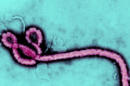 What We Need to Learn From the Ebola Epidemic