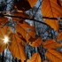 The sun peeks through the last of the fall leaves along a trail in South Chagrin Reservation in Bentleyville, Ohio, on Sunday, Nov. 6, 2011.  Warm temperatures and sunny skies are spreading themselves across the northeast Ohio region.  (AP Photo/Amy Sancetta)