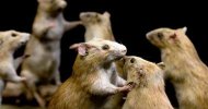 مسابقة لاختيار أجمل صورة عن فئران المترو فى نيويورك