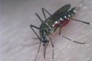Handout photo of Aedes Aegypti mosquito feeding on blood