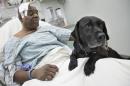 Cecil Williams pets his guide dog Orlando in his hospital bed following a fall onto subway tracks from the platform at 145th Street, Tuesday, Dec. 17, 2013, in New York. Williams, 61 and blind, says he fainted while holding onto his black labrador who tried to save him from falling. (AP Photo/John Minchillo)