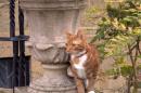 This is an undated handout photo issued by the National Trust, via PA on Monday March 10, 2014 of Jock VI, the new kitten who has taken up residence at Sir Winston Churchill's former country home of Chartwell southern England to honour a request made by the ex-prime minister and his family. For his 88th birthday in 1962, Churchill was given a marmalade cat named Jock after one of his private secretaries, Sir John "Jock" Colville, who gave him the pet. The cat was so dear to Churchill that Jock attended many Cabinet meetings. As well as Churchill, his relatives requested that there should always be a marmalade cat named Jock with a white bib and four white socks resident at Chartwell . (AP Photo/Iain Carter/National Trust/PA) UNITED KINGDOM OUT NO SALES NO ARCHIVE