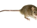Man contracts ‘plague’ after mouse bite