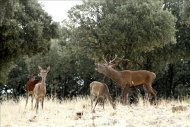La berrea, el inicio de la época de apareamiento de los ciervos, determina uno de los momentos más espectaculares para descubrir la riqueza natural de Castilla-La Mancha. EFE