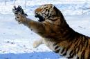 A Siberian tiger tries to catch a chicken released by a gamekeeper to entertain visitors at the Siberian Tiger Park in Harbin