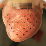 科學家利用3D技術，列印可取代心律調節器的薄膜。（photo by 華盛頓大學）