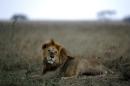 A lion lays in the Serengeti national reserve in Tanzania on October 25, 2010