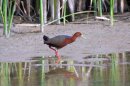 In this undated image provided by the American Birding Association, a Rufous-necked wood-rail walks along the edge of a marsh at Bosque del Apache National Wildlife Refuge near San Antonio, N.M. Experts say this is the first time the species has been spotted in the United States. The bird is typically found along the coasts and in tropical forests in Central and South America. (AP Photo/American Birding Association, Jeffrey Gordon)