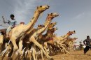 Annual Sheikh Sultan bin Zayed Al Nahyan Camel Festival賽駱駝