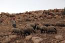 A shepherd watches his flock near a camp for displaced Iraqi Yazidis, who fled Islamic State group jihadists in the northern Iraqi town of Sinjar, on August 16, 2015