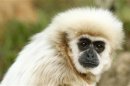 A white-handed gibbon looks up at the White House Press Corps during U.S. President Barack Obama's visit to the Honolulu Zoo in Hawaii