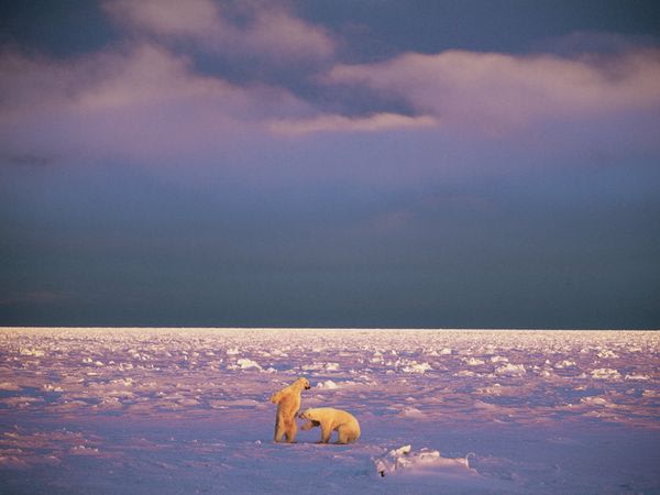 Polar Bears, Svalbard
