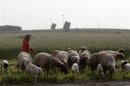 A Bedouin girl herds sheep as Iron Dome launchers are seen in the background in a field near the southern city of Ashdod