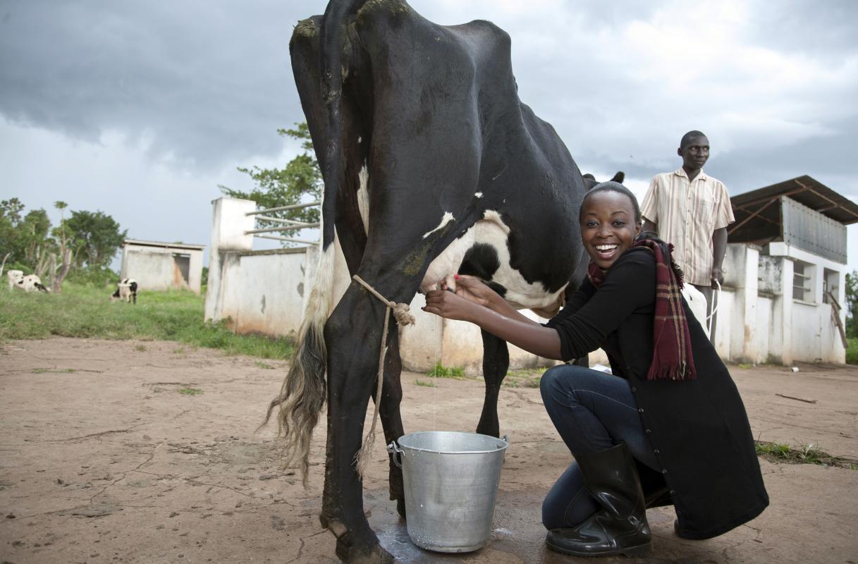 In this photo taken Monday, Oct. 13, 2014, one of the contestants chosen to compete in the 2014 &quot;Miss Uganda&quot; beauty contest learns how to milk a cow, at the Bukalasa Agricultural College in Wobulenzi, Uganda. In part to give the pageant an extra edge after years of flagging popularity, the Miss Uganda Foundation sought a partnership with the military, which earlier this year was ordered by Uganda’s long-serving president to promote agriculture, and the scene is just what the organizers wanted: Beautiful women getting their hands dirty to promote farming. (AP Photo/Rebecca Vassie)