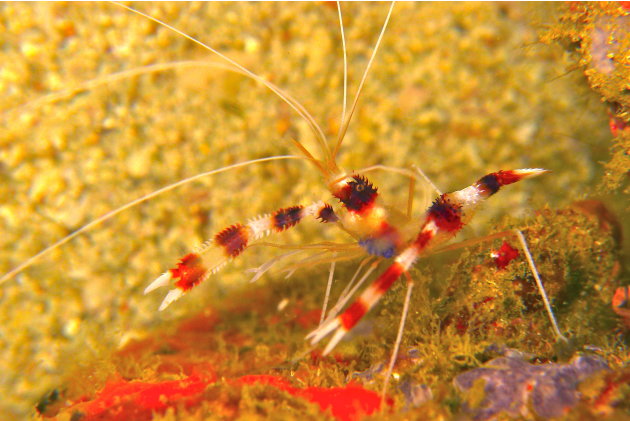 This Boxer Shrimp was spotted at the Fantabulous dive site in Pulau Redang, at a depth of around 26 metres.