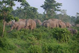 A herd of wild elephants roams in the Kalabari forest &hellip;