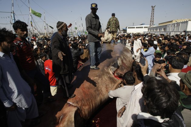 People surround a carcass …