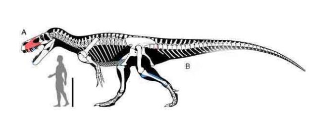 Le plus grand dinosaure carnivore d'Europe identifié Dinoune-2485487-jpg_2135033