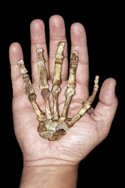 This image released by the journal Science shows the right hand skeleton of the adult female Australopithecus sediba against a modern human hand. A detailed analysis of 2 million-year-old bones found 
