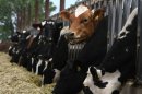 Cows eat hay in Escalon, California