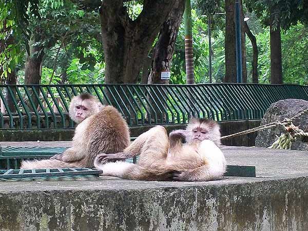Monos capuchinos/Bobjgalindo/Wikimedia Commons