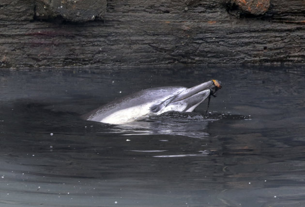 A dolphin surfaces in the Gowanus Canal in the Brooklyn borough of New York, Friday, Jan. 25, 2013. The New York City Police Dept. said animal experts were waiting to see if the dolphin would leave on its own during the evening's high tide. If not, they plan to lend a hand on Saturday morning. According to authorities at the scene, the dolphin appeared to be adventurous, rather than stranded.(AP Photo/Richard Drew)